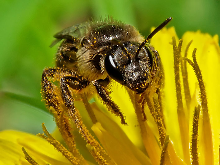 Bee on Dandelion